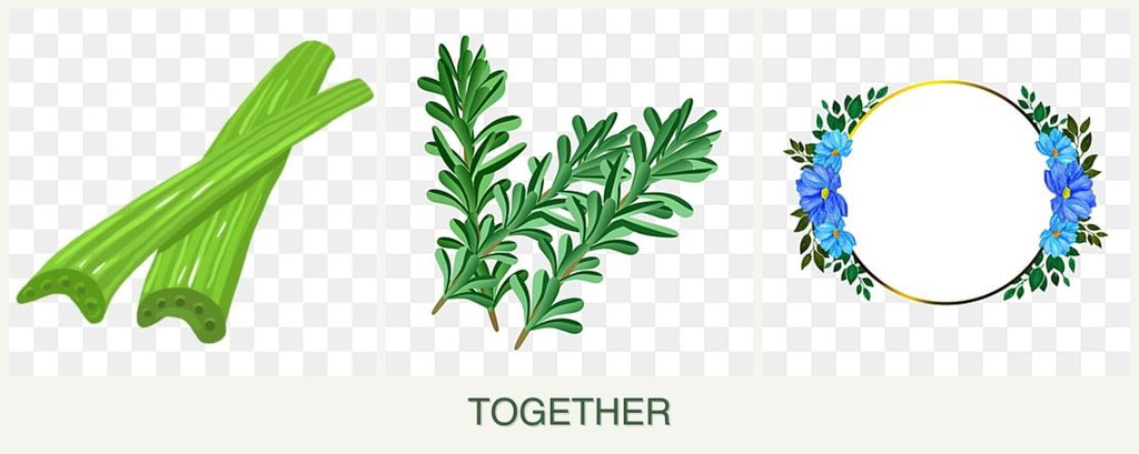 Can you plant celery, rosemary and zinnias together?
