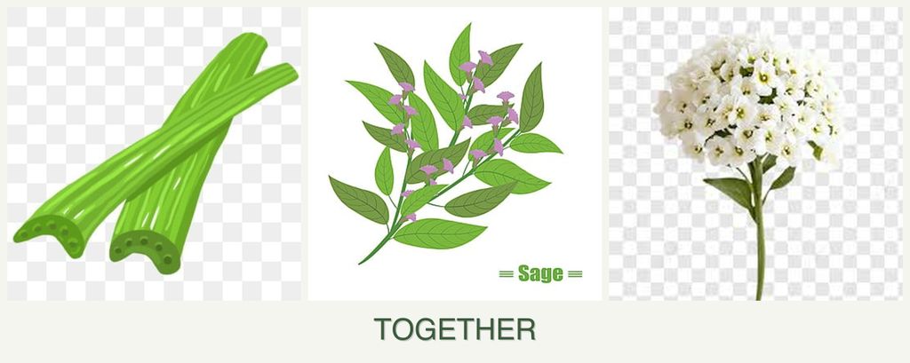 Can you plant celery, sage and alyssum together?