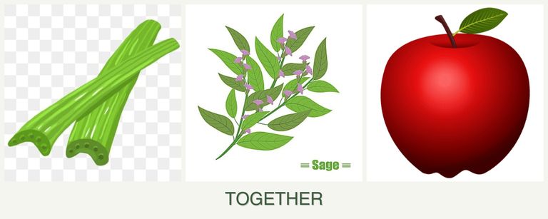Can you plant celery, sage and apples together?