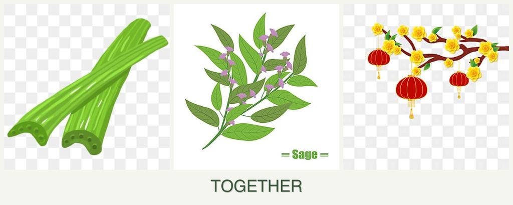 Can you plant celery, sage and apricots together?