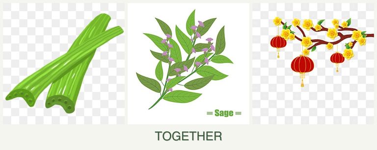 Can you plant celery, sage and apricots together?