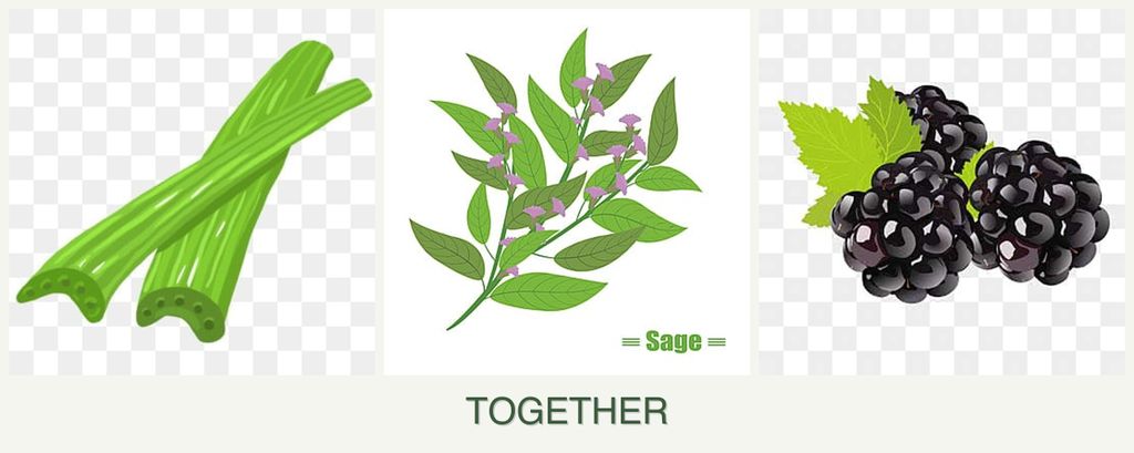 Can you plant celery, sage and blackberries together?