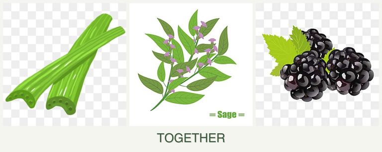 Can you plant celery, sage and blackberries together?