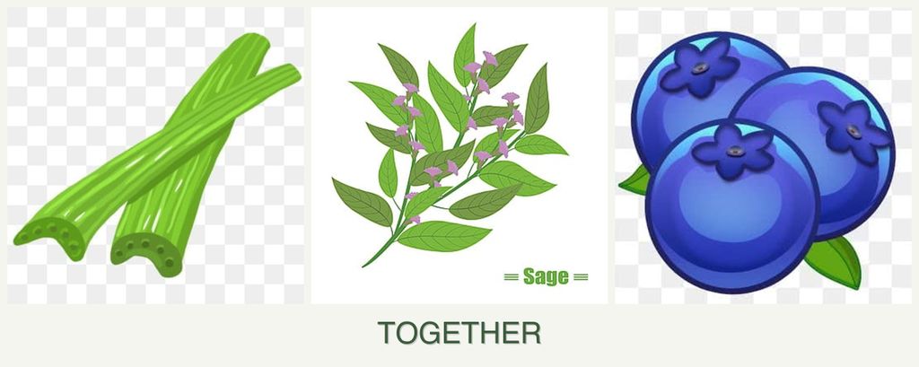 Can you plant celery, sage and blueberries together?