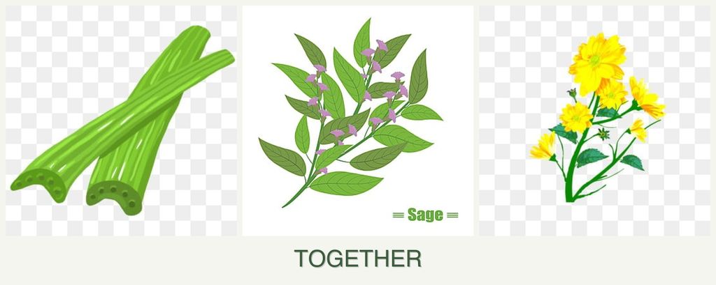 Can you plant celery, sage and calendula together?