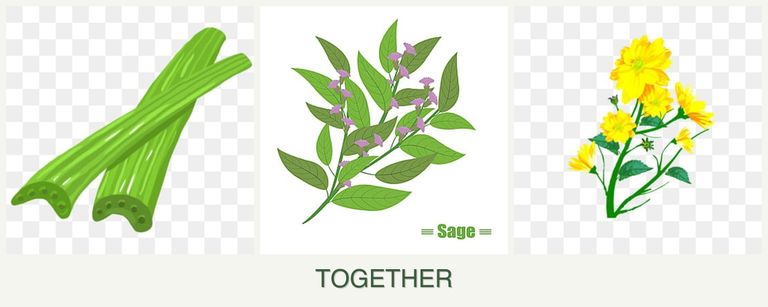 Can you plant celery, sage and calendula together?