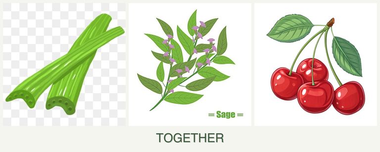 Can you plant celery, sage and cherries together?