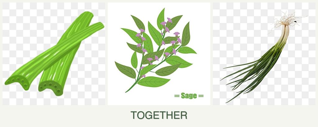 Can you plant celery, sage and chives together?