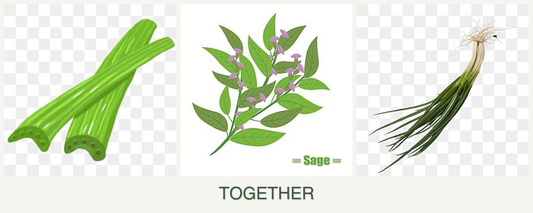 Can you plant celery, sage and chives together?