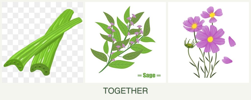 Can you plant celery, sage and cosmos together?