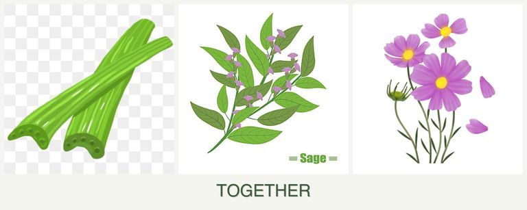 Can you plant celery, sage and cosmos together?
