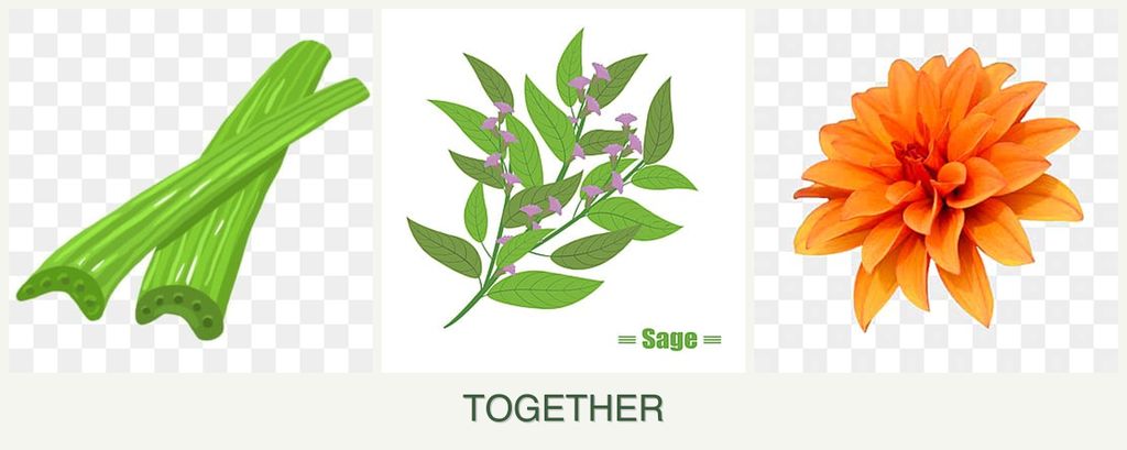 Can you plant celery, sage and dahlias together?
