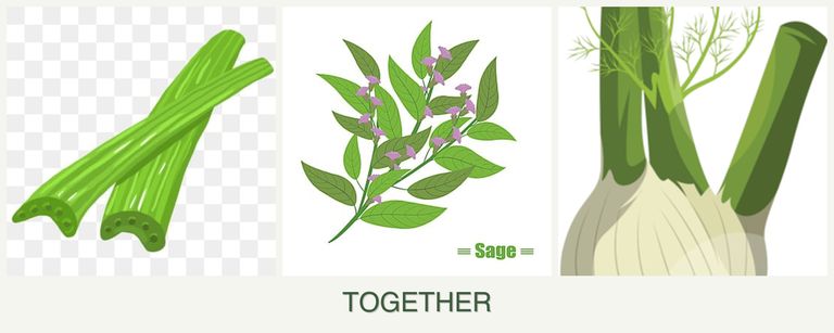 Can you plant celery, sage and fennel together?