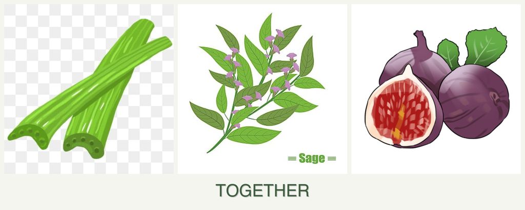 Can you plant celery, sage and figs together?