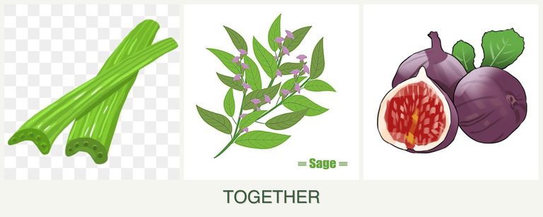 Can you plant celery, sage and figs together?
