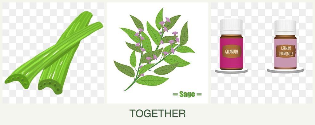 Can you plant celery, sage and geraniums together?