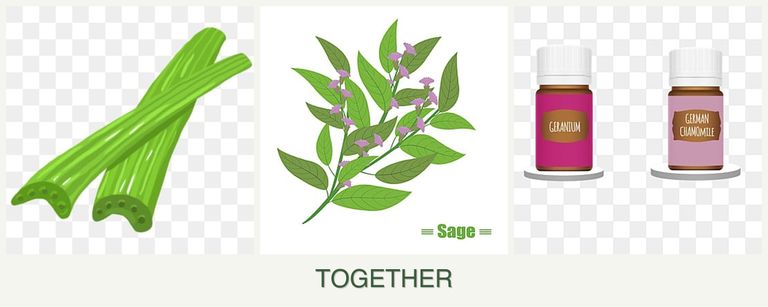 Can you plant celery, sage and geraniums together?