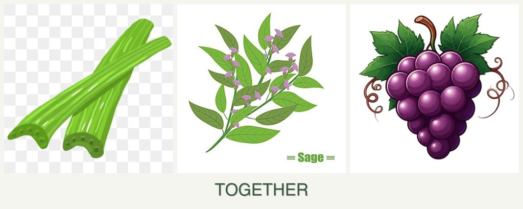 Can you plant celery, sage and grapes together?