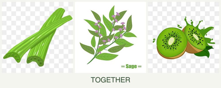 Can you plant celery, sage and kiwi together?