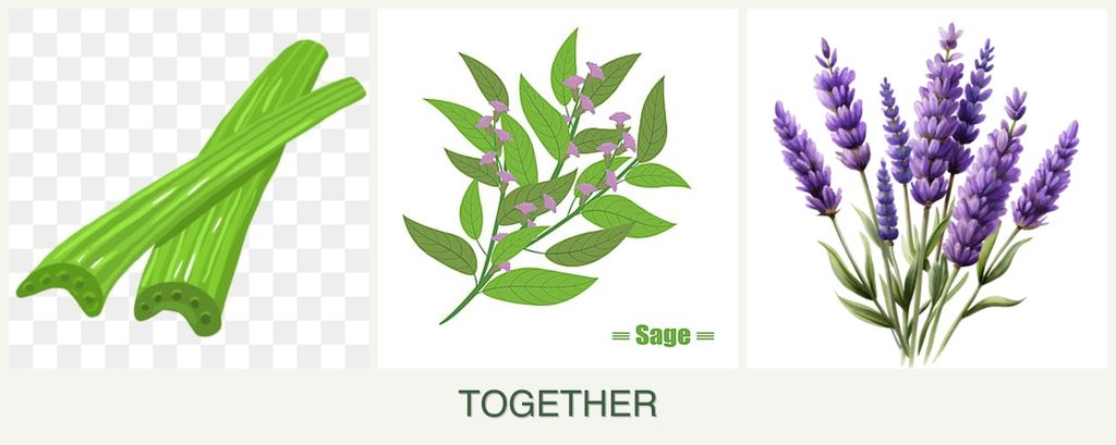 Can you plant celery, sage and lavender together?