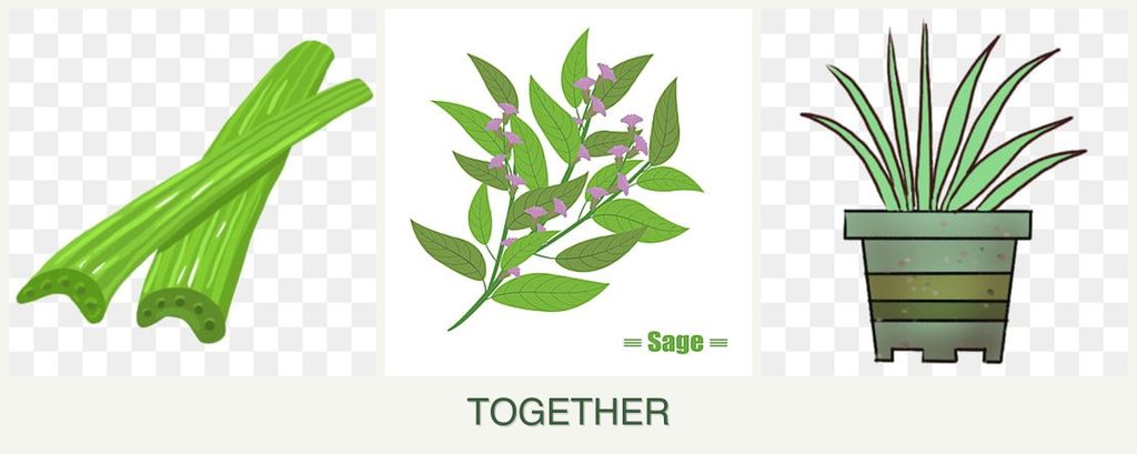 Can you plant celery, sage and lemongrass together?