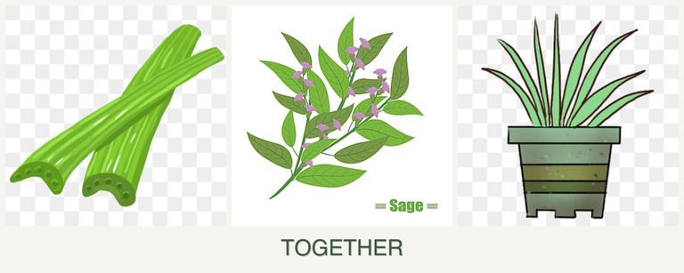 Can you plant celery, sage and lemongrass together?