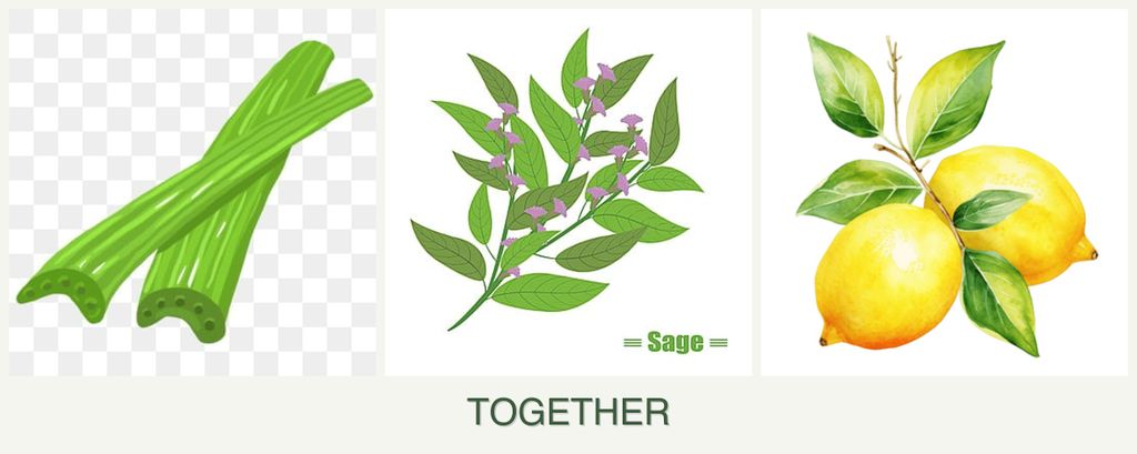 Can you plant celery, sage and lemons together?