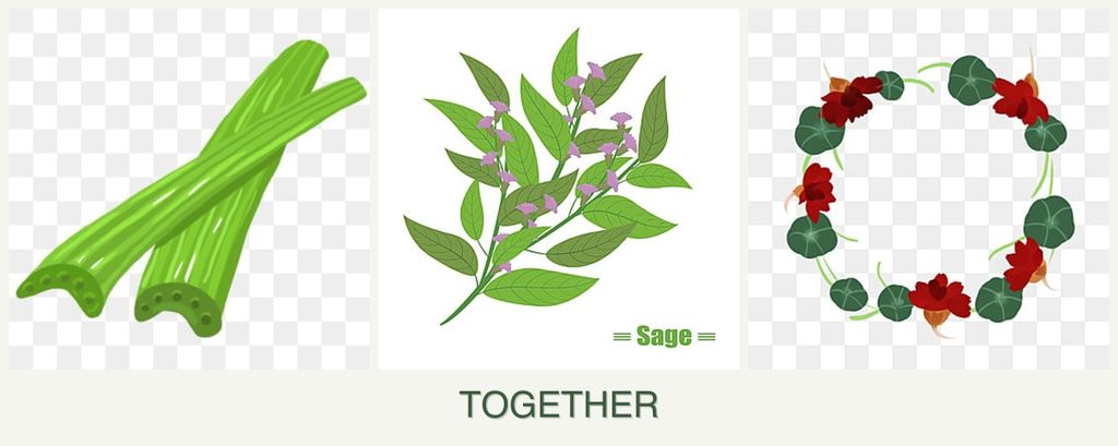 Can you plant celery, sage and nasturtiums together?