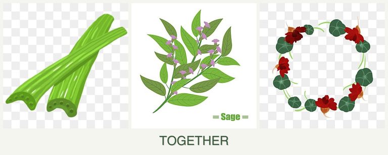 Can you plant celery, sage and nasturtiums together?