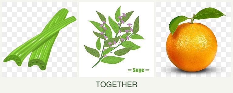 Can you plant celery, sage and oranges together?