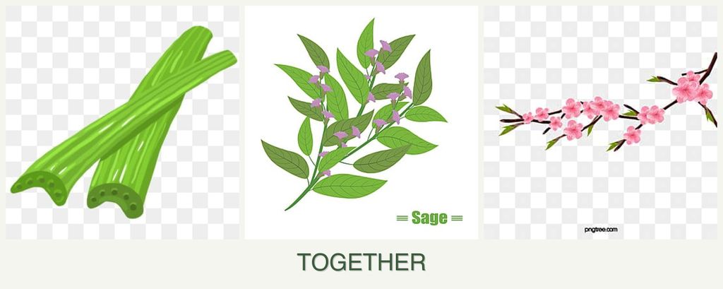 Can you plant celery, sage and peaches together?