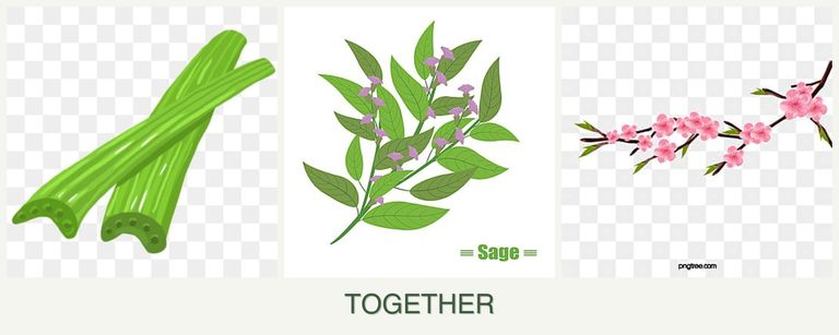 Can you plant celery, sage and peaches together?