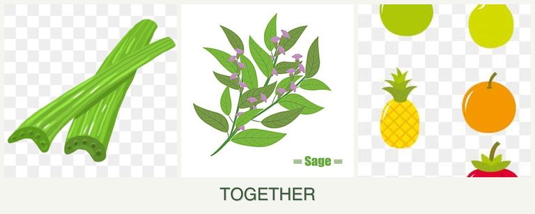 Can you plant celery, sage and pears together?