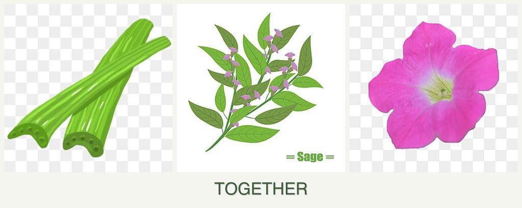 Can you plant celery, sage and petunias together?