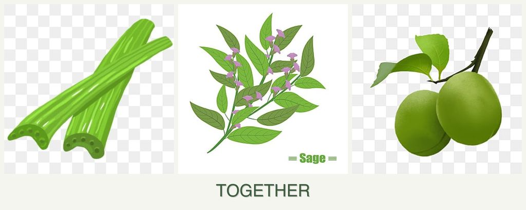 Can you plant celery, sage and plums together?