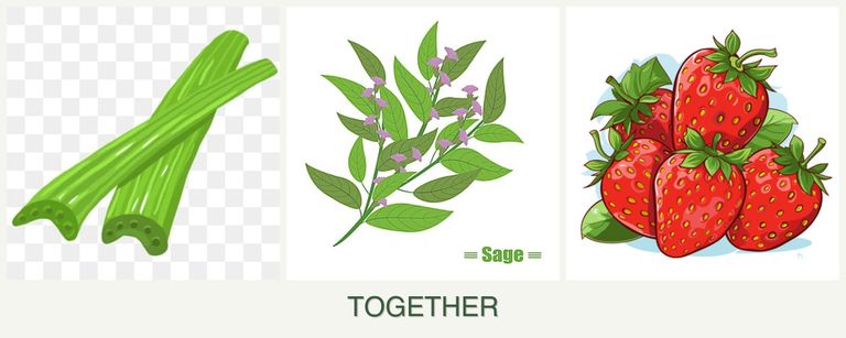 Can you plant celery, sage and strawberries together?