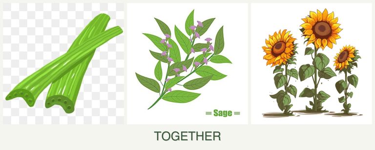 Can you plant celery, sage and sunflowers together?