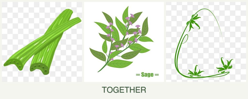 Can you plant celery, sage and tarragon together?