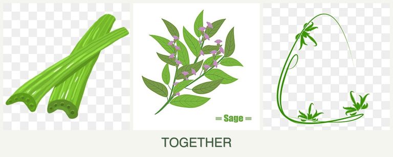 Can you plant celery, sage and tarragon together?