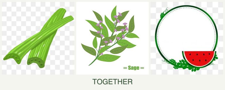Can you plant celery, sage and watermelons together?