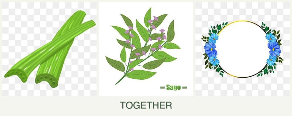 Can you plant celery, sage and zinnias together?