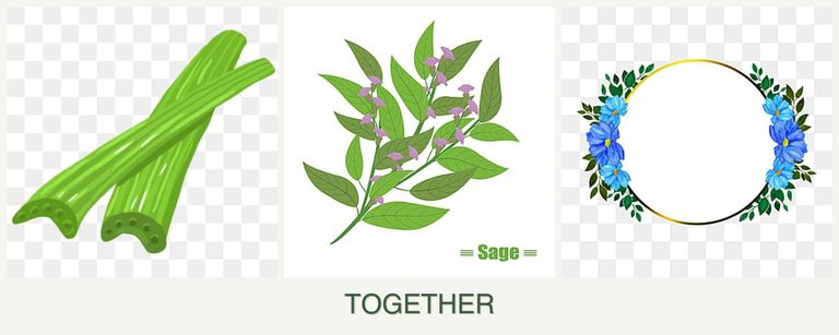 Can you plant celery, sage and zinnias together?