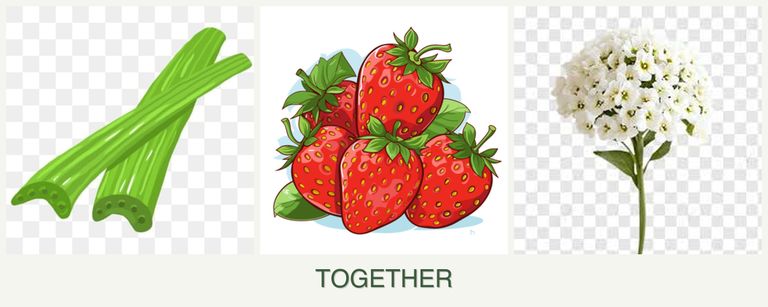 Can you plant celery, strawberries and alyssum together?