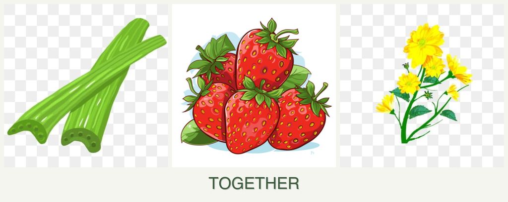 Can you plant celery, strawberries and calendula together?