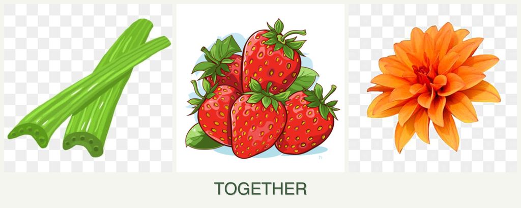 Can you plant celery, strawberries and dahlias together?