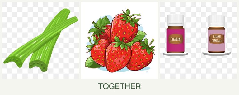 Can you plant celery, strawberries and geraniums together?