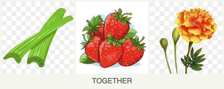 Can you plant celery, strawberries and marigolds together?