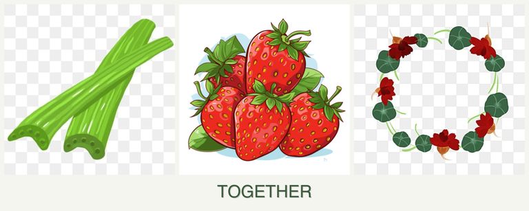 Can you plant celery, strawberries and nasturtiums together?