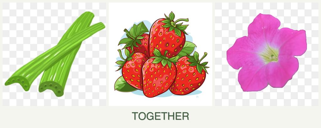 Can you plant celery, strawberries and petunias together?