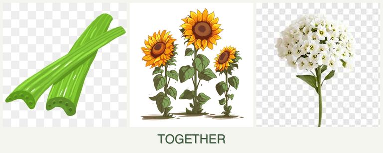Can you plant celery, sunflowers and alyssum together?